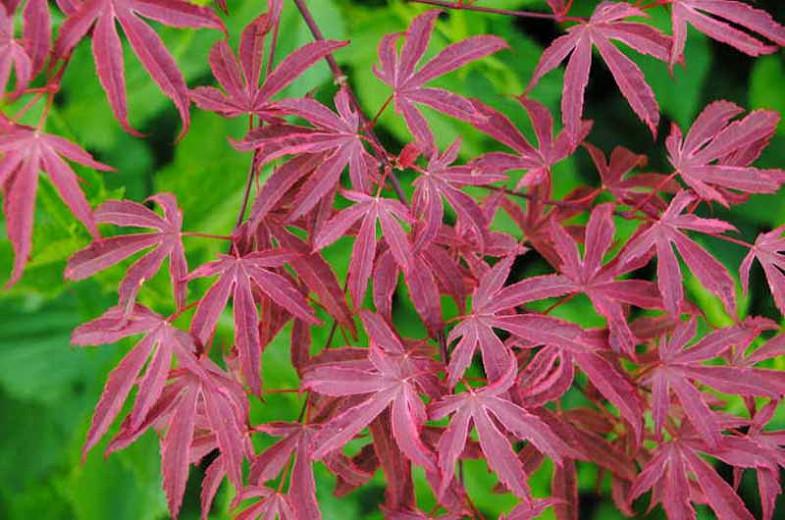 Acer palmatum 'Geisha Gone Wild' (Japanese Maple)